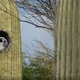 Image for article titled Arizona City Using Fake Cactus To Hide License Plate Cameras